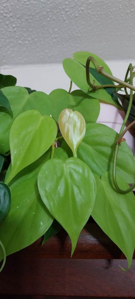 Philodendron 3 pots (Lemon, Scanden, Mican)