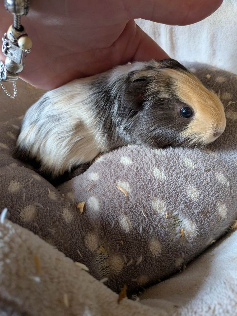 Baby boy guinea pigs