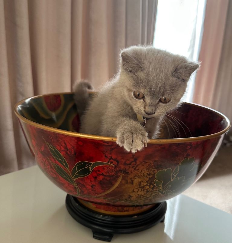 British Shorthair Kitten