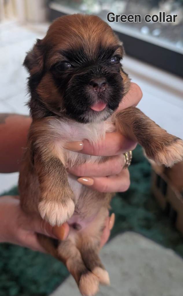 Lhasa apso boy puppies for sale