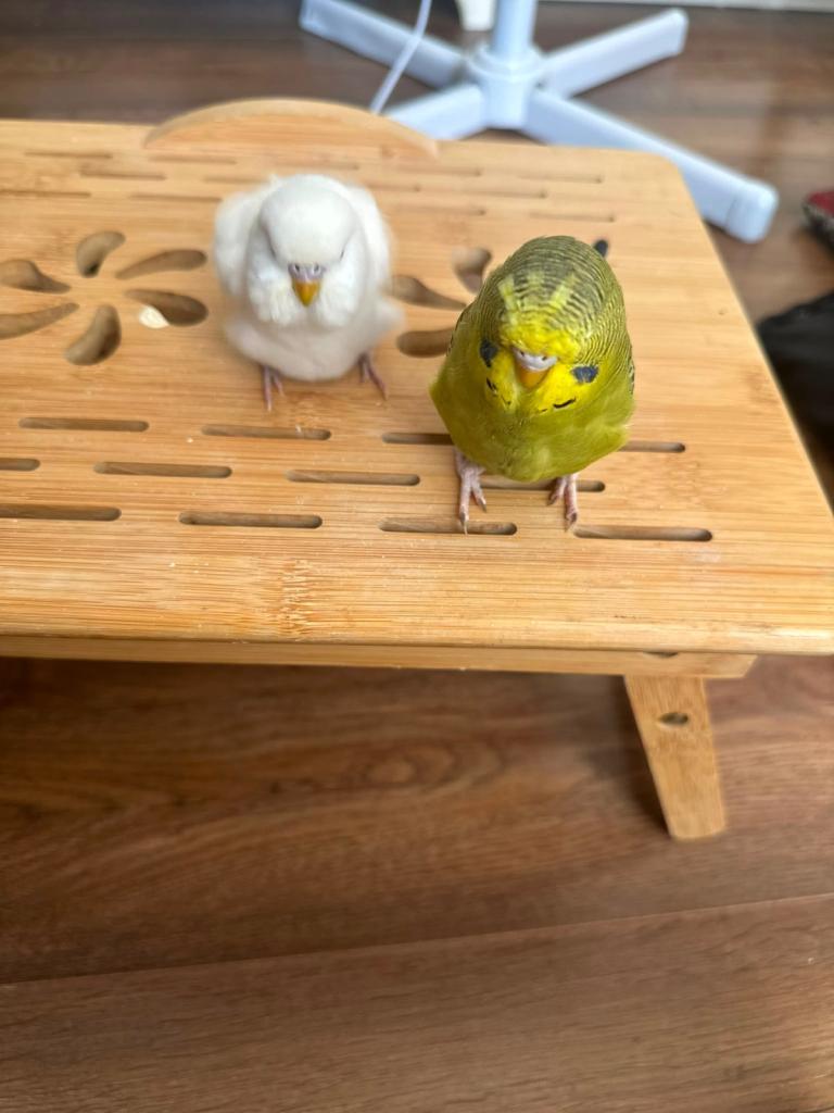 Budgies for sale
