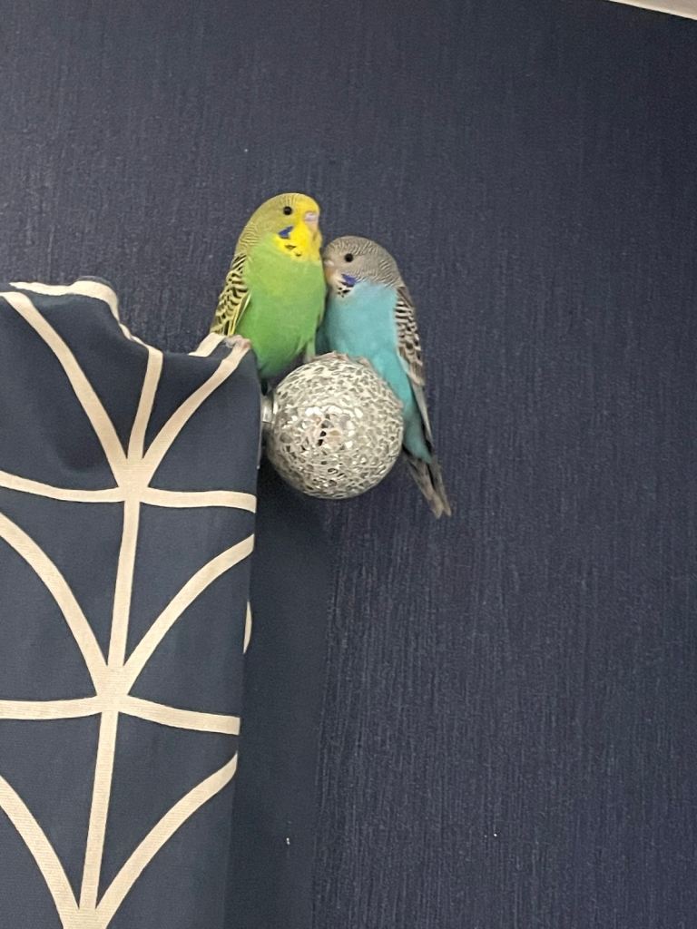 image for Budgies for Sale