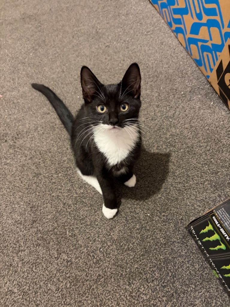 Lovely kitten for lovely home
