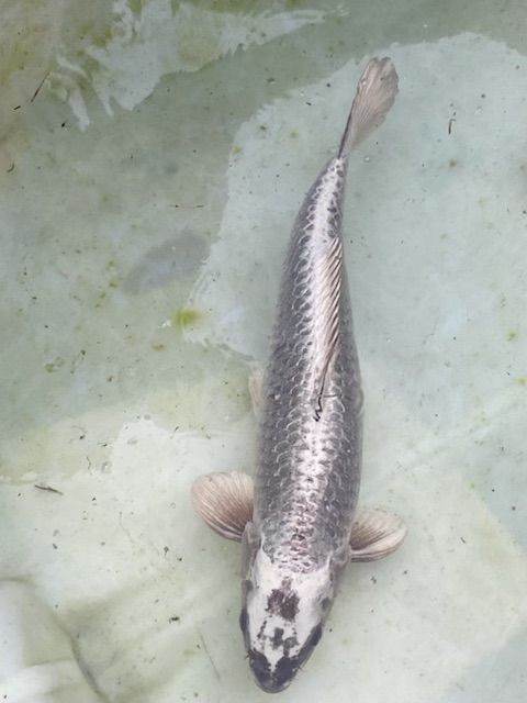 AAA koi carp for sale