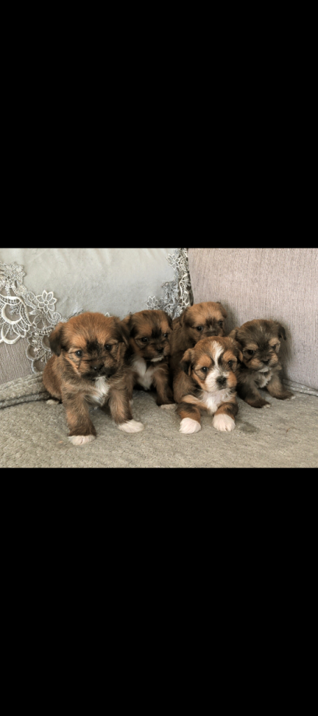 Shorkie puppies for sale