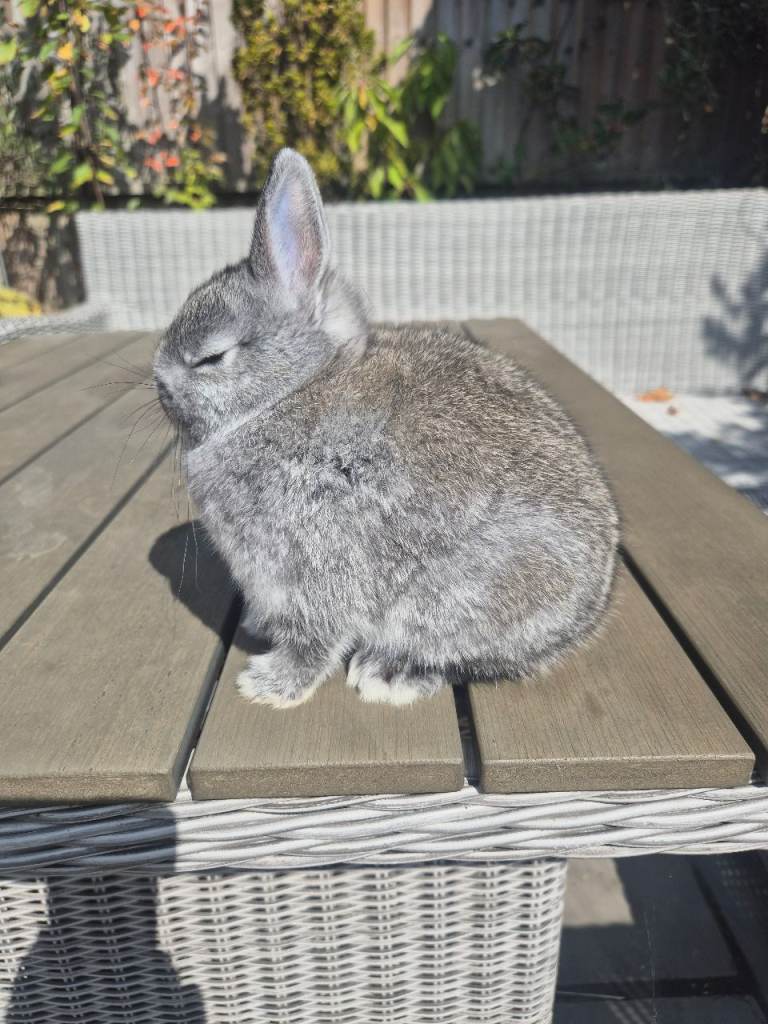 Young netherland dwarf rabbits 