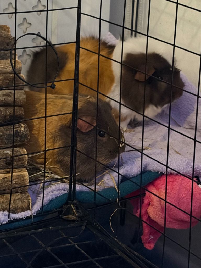 2 x short haired female guinea pigs - 19 months old - very healthy - INDOOR ONLY