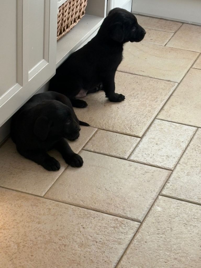 Labrador pups