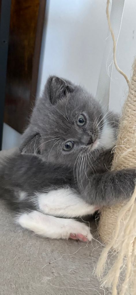 British shorthair /Ragdoll kitten