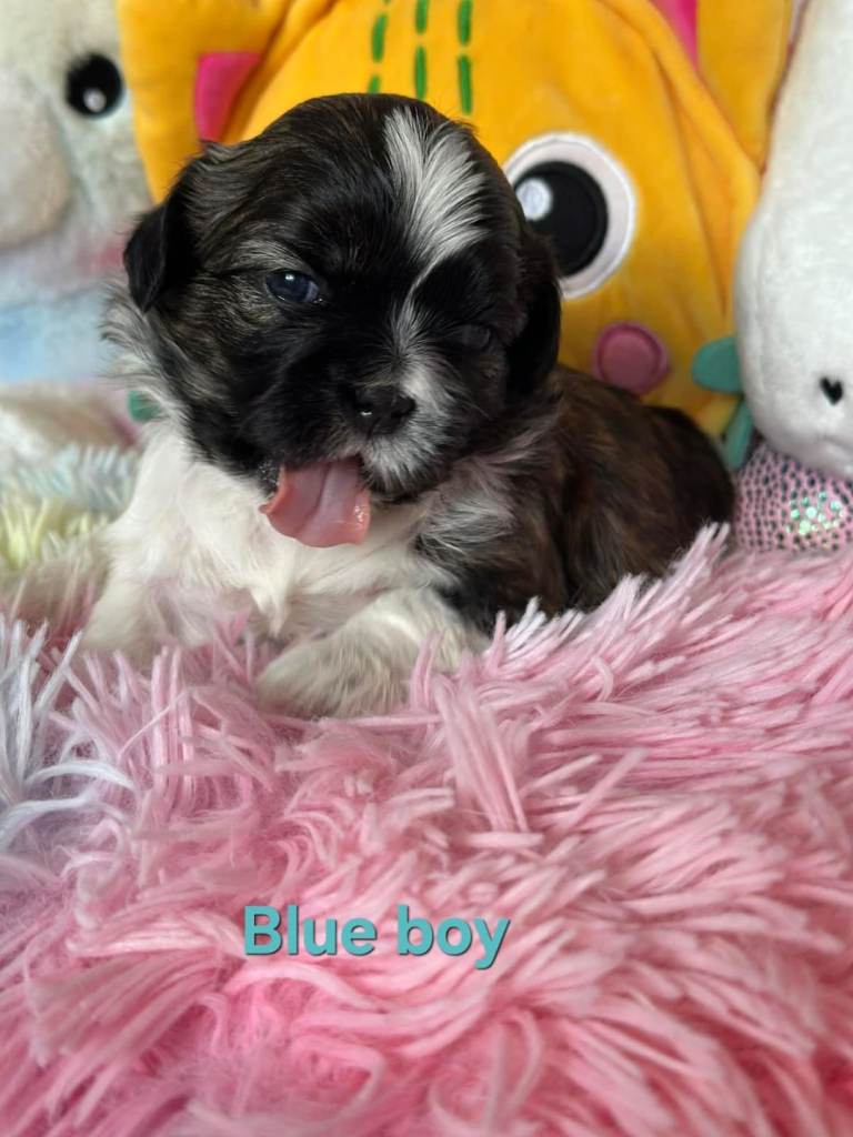 🥰🐾 Adorable Shih Tzu Puppies 🐾🥰