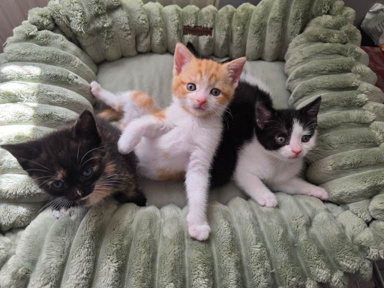 Kittens ready to go :) 