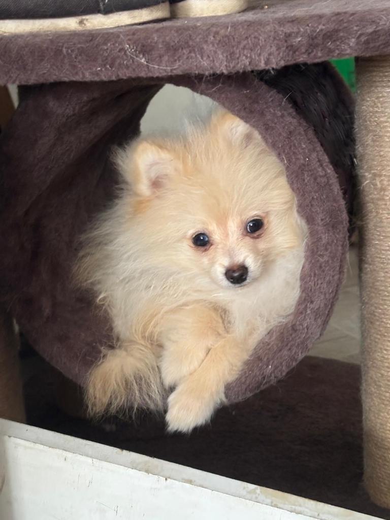 KC registered Pomeranian 