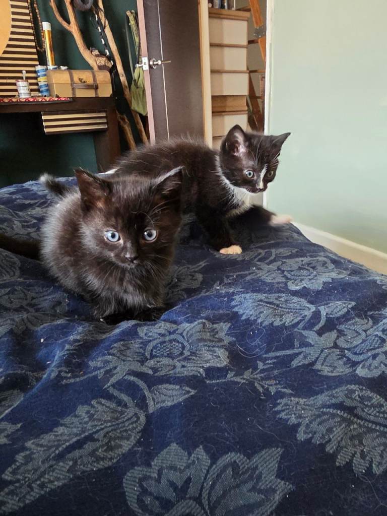 Kittens needing homes