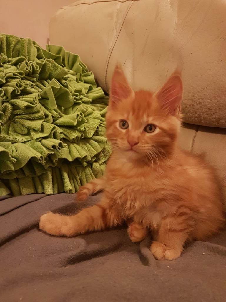 Mainecoon kittens