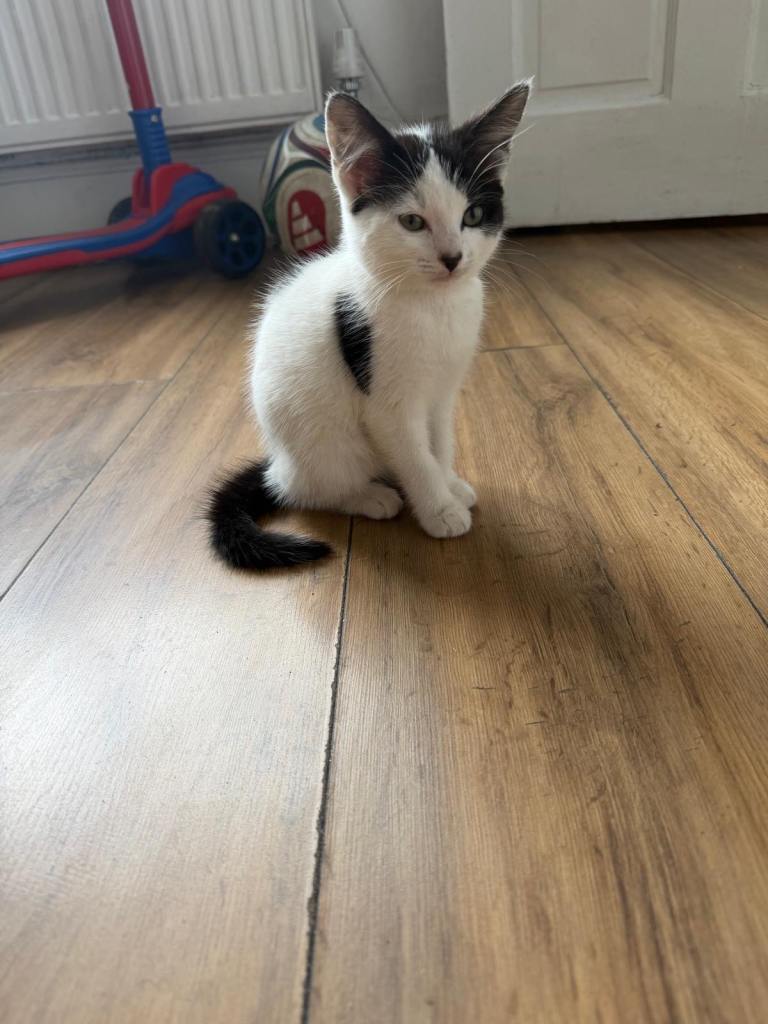Tabby x Siberian Female Kittens & Mother Cat