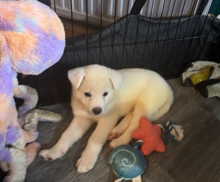  akika Japanese inu pups READY NOW!