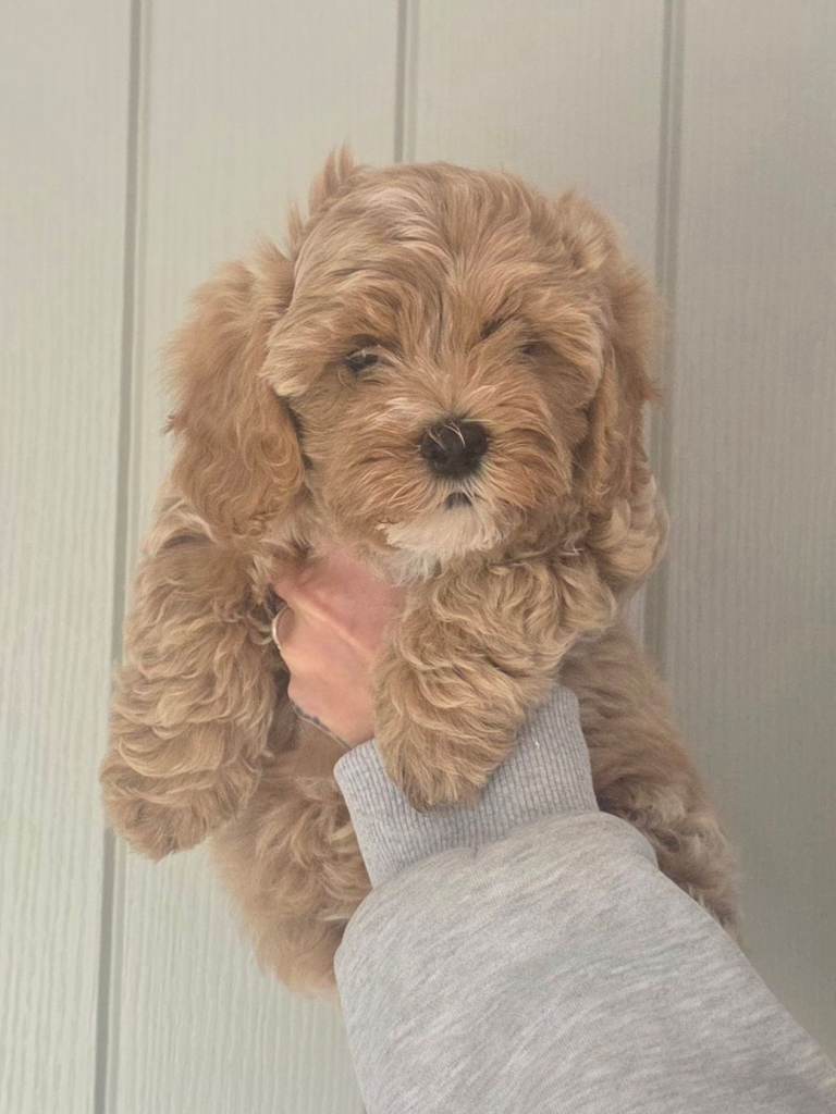Beautiful pup for sale