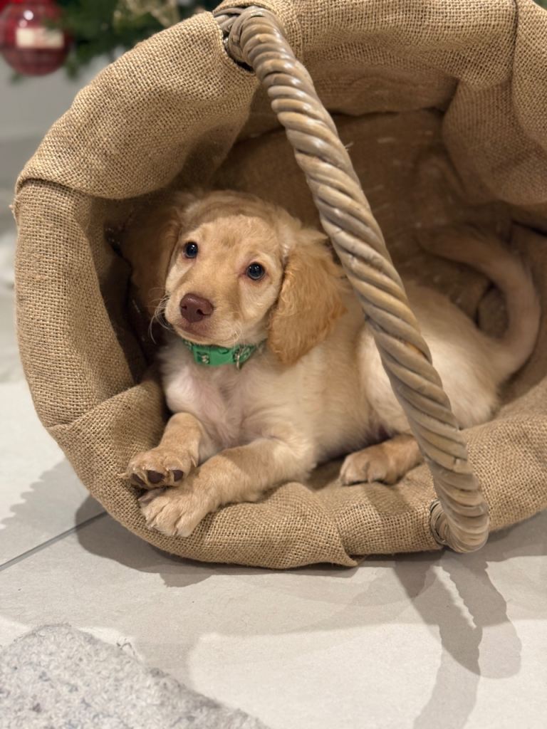 1 Beautiful Cockapoo boy