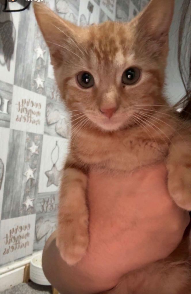 Beautiful female Ginger kitten