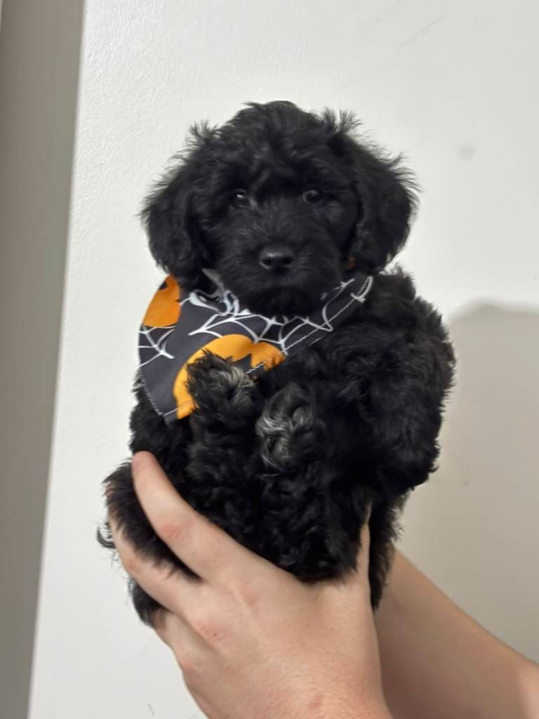 Puppys 