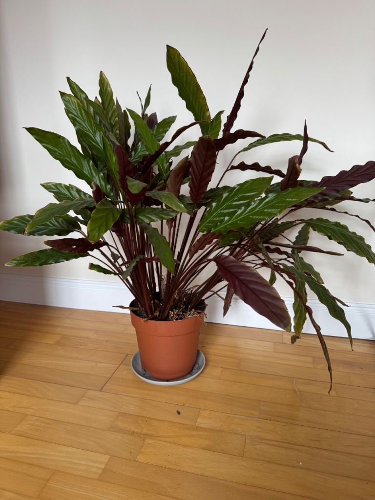 House plant - calathea 