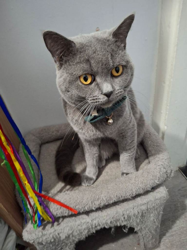 Male british shorthair cat