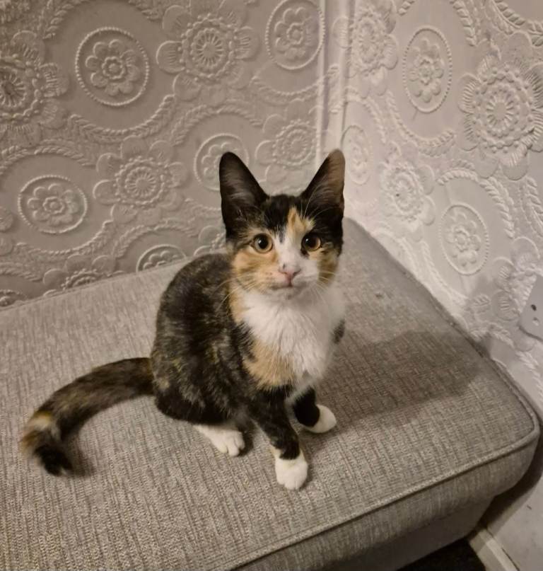 2 Kittens looking for their forever home 