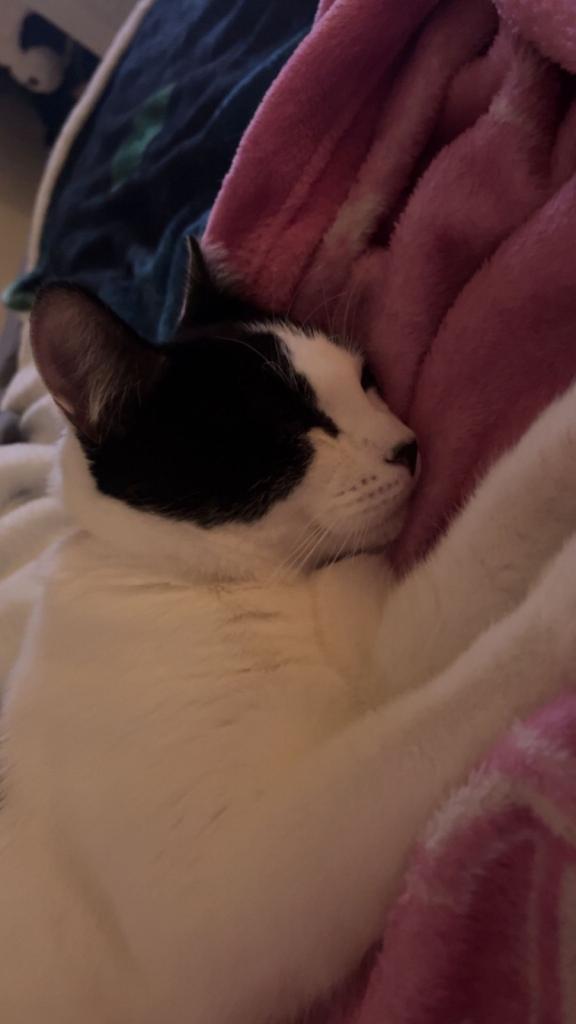 Loving Cat! Needs a lovely home!