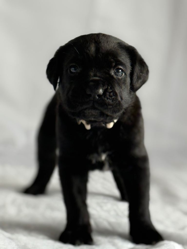 Cane corso puppies 