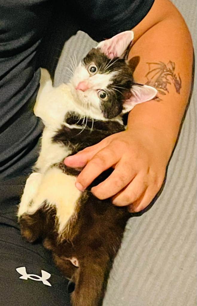 Hand reared kitten for sale Walsall 