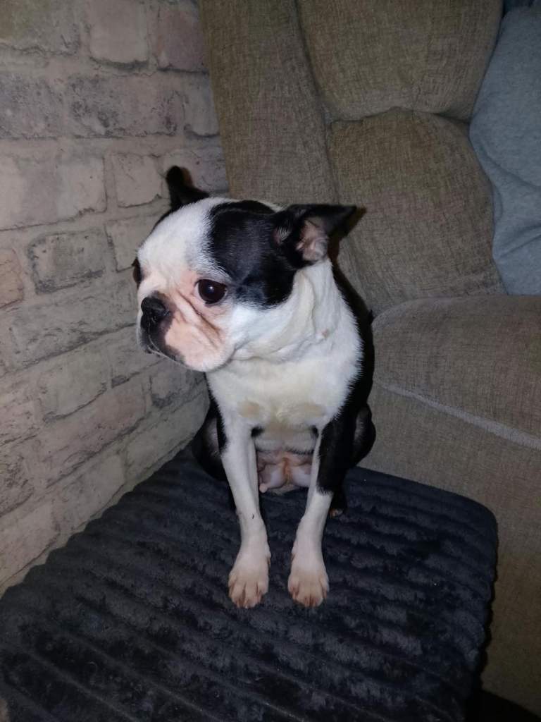 Boston terrier for sale