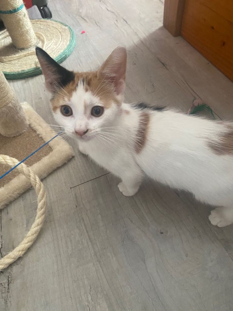 Kitten 