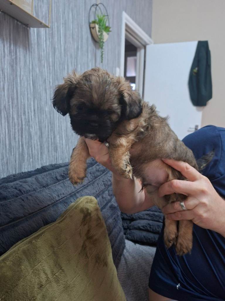 French bulldog cross shih ztu