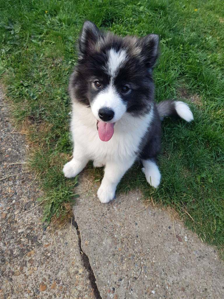 Beautiful Samoyed/Siberian Husky puppies 