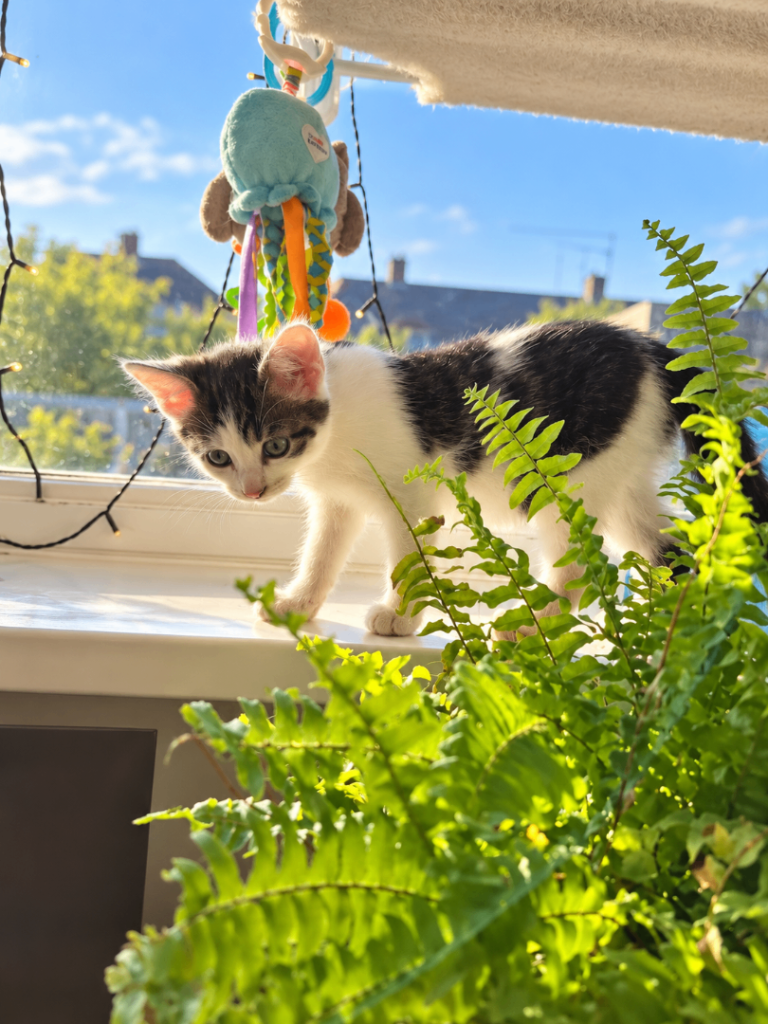 One  Adorable Kittens for sale  25.Oct.26