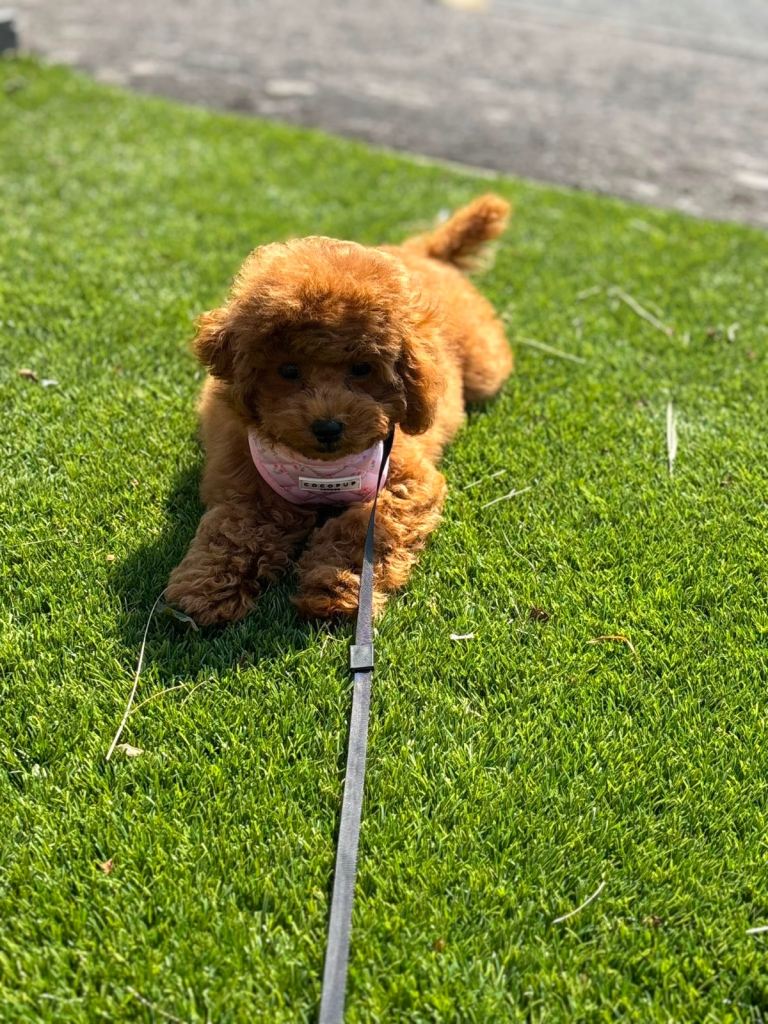 Asian Toy Poodle 🧸