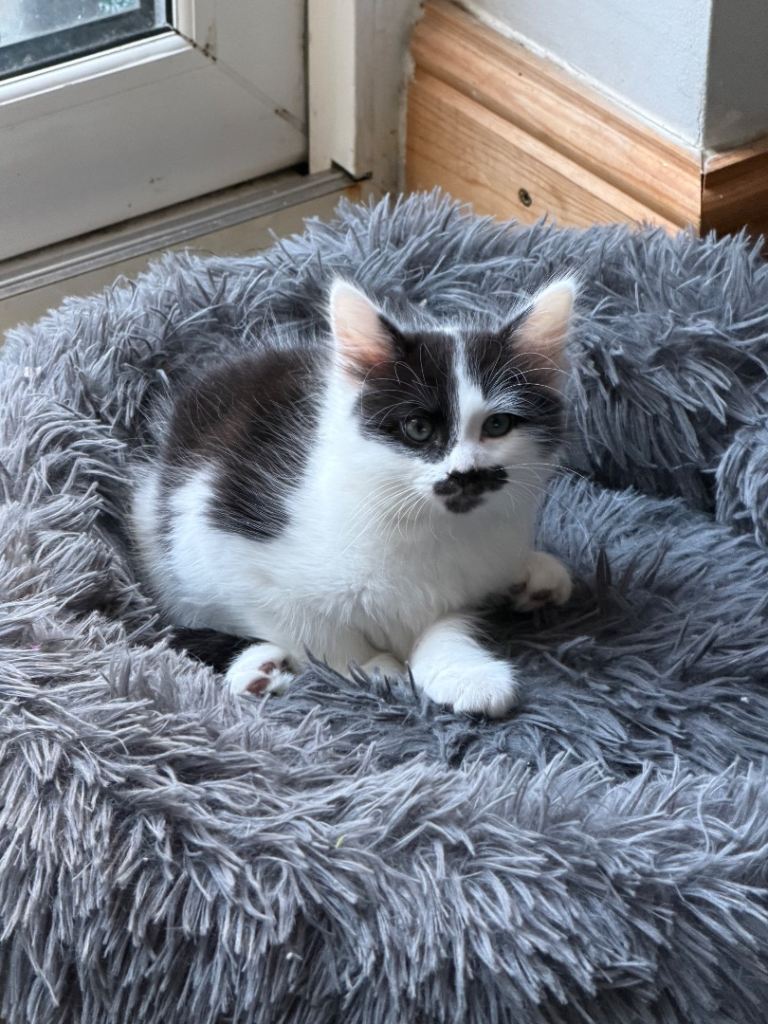 6 kittens for sale 