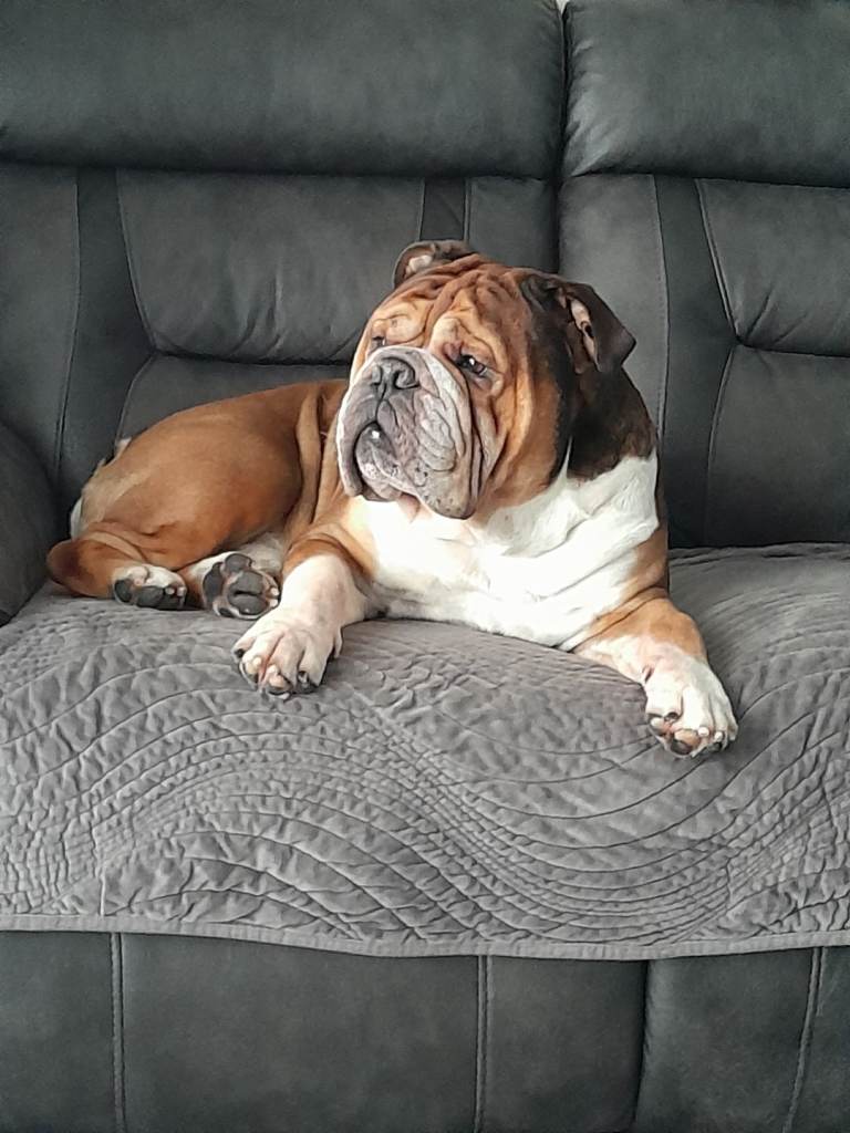 HANDMADE RAISED PET FEEDERS