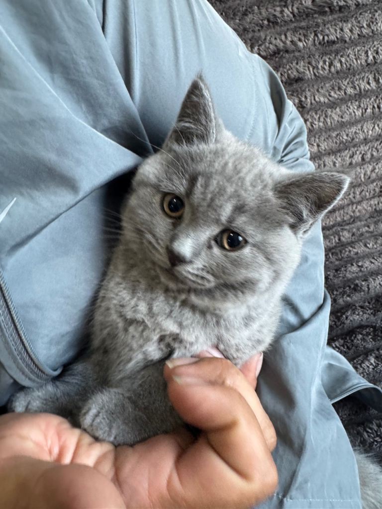 GCCF British Blue Shorthair 