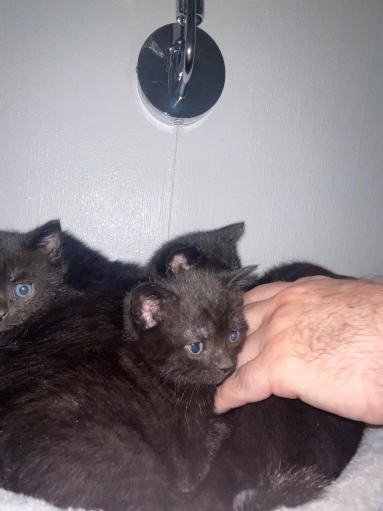 british shorthair kitten