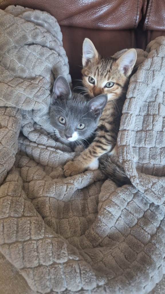 Kittens 