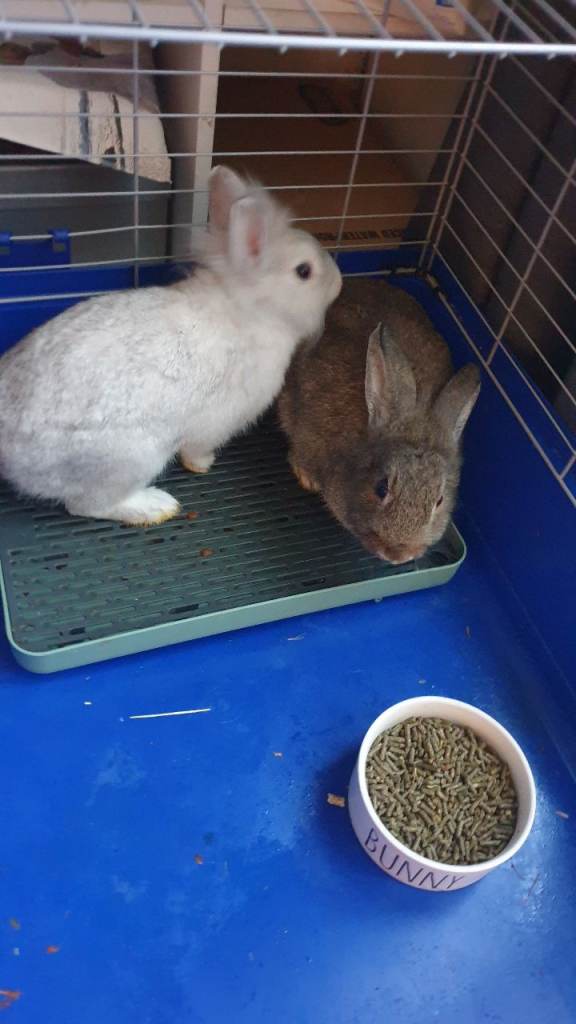 2 adorable mixed rabbits 