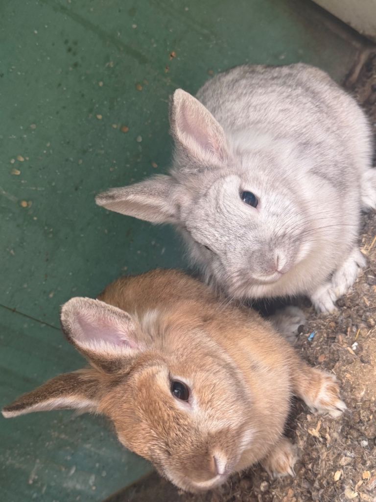 3 Rabbits with Cage & Food – Loving Home Wanted 🐇