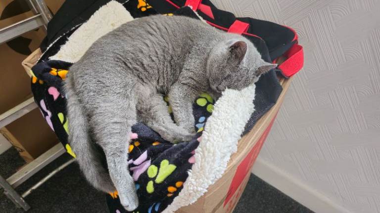 Grey BSH female cat
