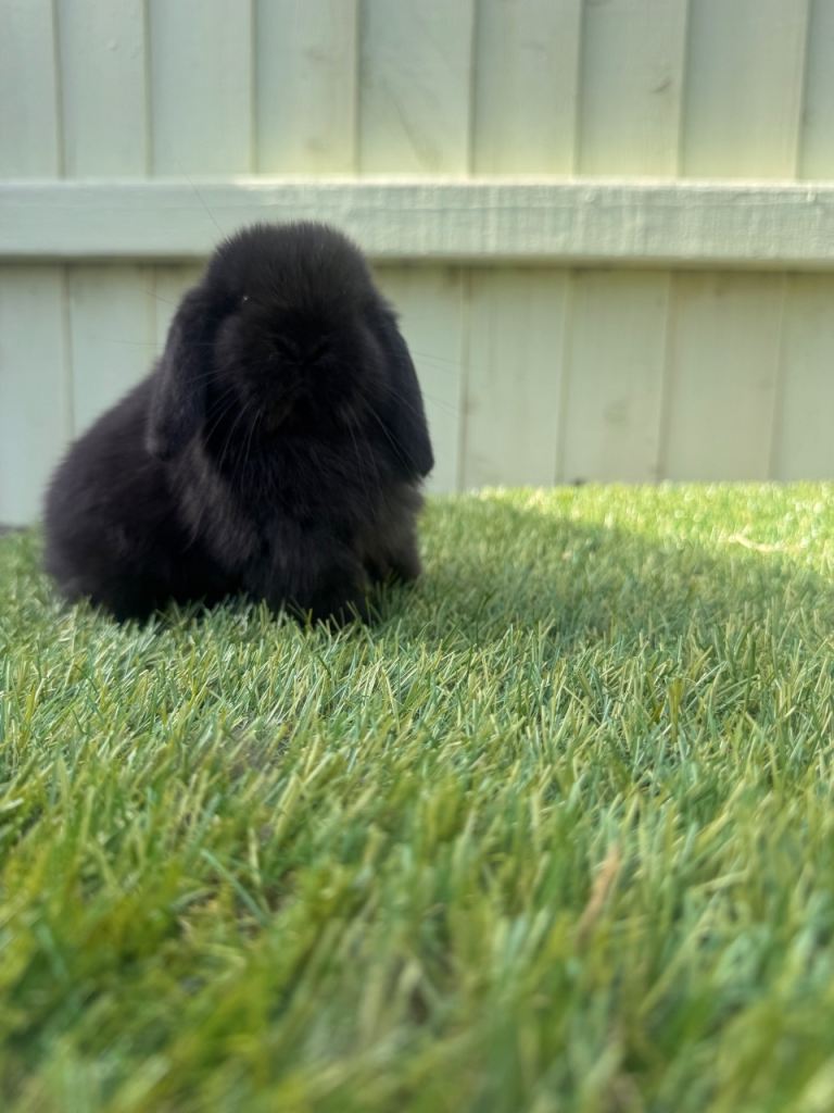 Mini lops 