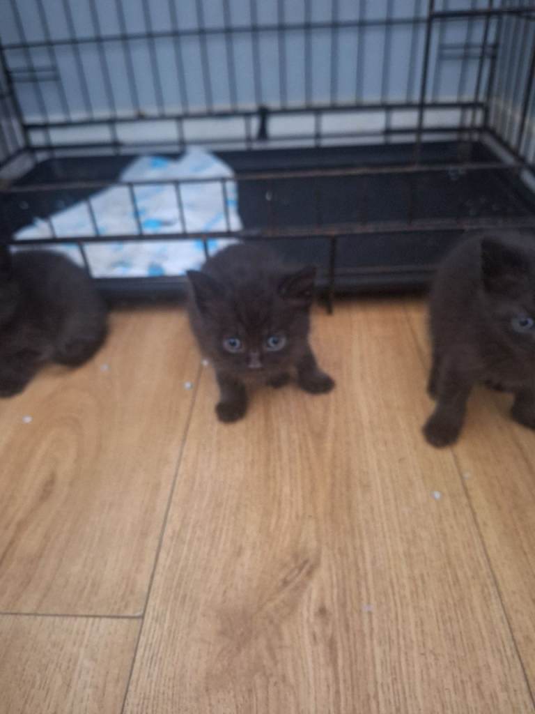 kittens
