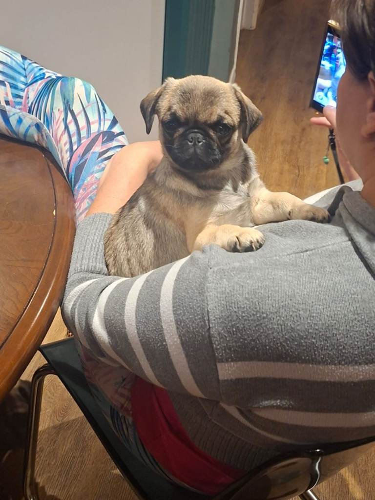 Adorable Female Pure Pug Puppy Looking for Her Forever Home! ​ in Colchester