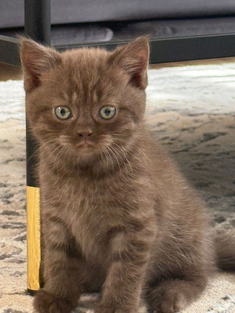     Beautiful British Shorthair Kittens 2 Boys & 3 Girls Ready to leave 