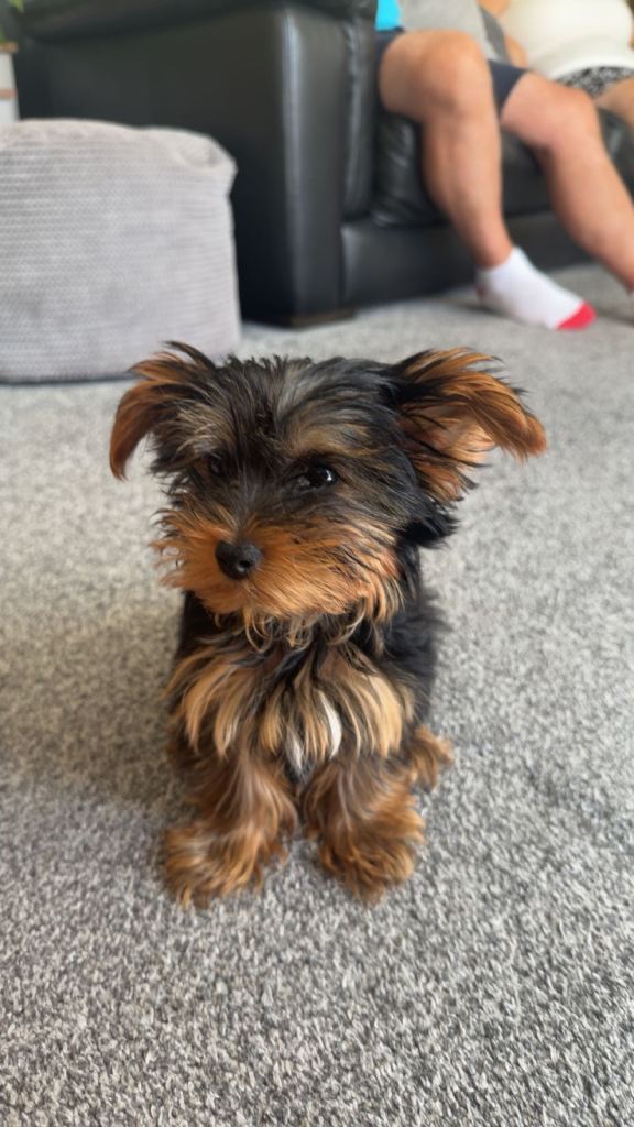 Yorkie
