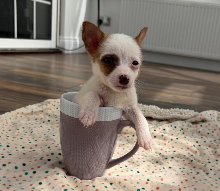 Jack Russell puppies miniature
